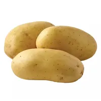 למעלה כיתה תפוחי אדמה סיטונאי מחיר פרימיום איכות תפוחי אדמה טבעי מוצרים חדש יבול סיני תפוחי אדמה