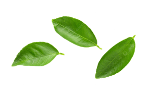 Daun LEMON alami/kekuatan imun/LABEL bersih/berbasis tanaman