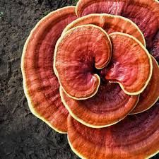 Champignons reishi séchés en tranches fournisseur vietnamien pack dans un sac PA - Product Image 2