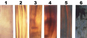 Cuerno de Búfalo Pulido Ecológico, Forma Natural, Escamas Negras, Arte Moderno Hecho a Mano, Coleccionable, Tamaño Personalizado, Venta al por Mayor para el Hogar - Product Image 5