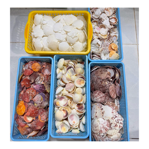 Coquilles de pétoncles naturelles en vrac parfaites pour les bougeoirs, l'artisanat de bijoux, les centres de table de mariage exportation du Vietnam - Product Image 2