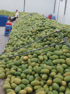 Rodajas de Mango Congeladas Rápidamente (IQF) de Alta Calidad, Fruta Tropical Congelada al por Mayor - Product Image 3