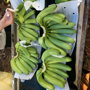 Plátano maduro Cavendish fresco perfecto para hornear batidos y aplicaciones culinarias Vietnam - Product Image 1