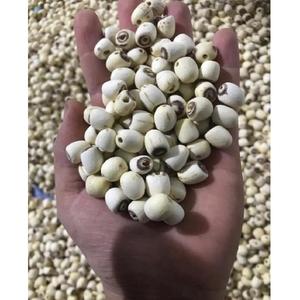 เมล็ดบัวอบแห้งออร์แกนิก - Product Image 1