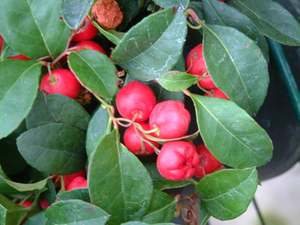 Huile essentielle de gaulthérie 100% pure, qualité certifiée biologique, huile essentielle de gaulthérie, huile essentielle thérapeutique de gaulthérie - Product Image 5