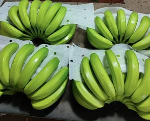 Bananes vertes vietnamiennes naturelles de haute qualité Cavendish Fruits frais de qualité supérieure Meilleur prix de gros - Product Image 2