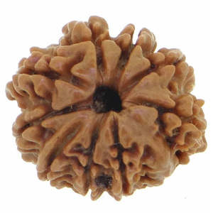 Perles de Rudraksha népalaises 9 Mukhi - 100% originales et certifiées (9 Mukhi Rudraksha) - Product Image 1