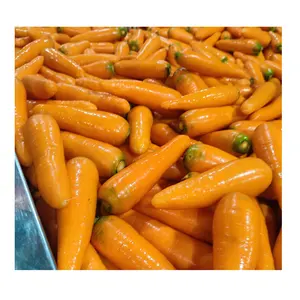 越南胡萝卜最好的质量和价格从99黄金数据批发新作物