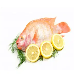 Купить Австрия Красный окунь замороженная рыба по лучшей цене стандартного качества