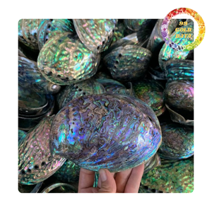 เปลือกหอยเป๋าฮื้อธรรมชาติ | ขนาดต่างๆที่มีสีที่เป็นเอกลักษณ์ | สำหรับตกแต่งบ้านและของขวัญ - Product Image 4