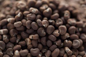 Fabricante de Aceite Esencial de Semilla de Ambrette 100% Puro de Alta Calidad al por Mayor, Aceite Esencial de Semilla de Ambrette 100% Puro y Natural en INDIA - Product Image 4