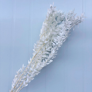 Hojas de <span class=keywords><strong>Eucalipto</strong></span> Secas y Blanqueadas al por Mayor, Tipo Ruscus Italiano, Pequeñas, para Ramos de Boda, Jarrones Decorativos y Decoración de Temporada - Product Image 3