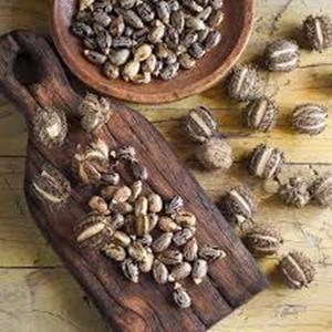 Poudre de graines de ricin indien de haute qualité en gros d'usine 100 pour cent Ricinus communis séché naturel bon processus - Product Image 2