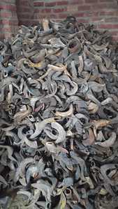 Cuerno natural de oveja - Product Image 2