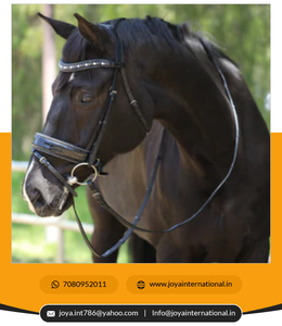 Vente en gros prix d'usine de haute qualité première édition Argentia II Horse Western Bridle Intelligent Design - Product Image 5