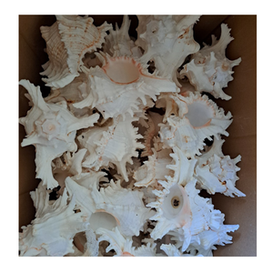 Conchas marinas decorativas refinadas para obras de arte únicas hechas a mano Interiores elegantes y exhibiciones de bodas en la playa - Product Image 2