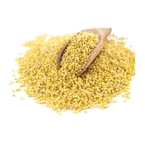 Millet blanc de Belgique 100% pur naturel de culture biologique de style séché de nouvelle récolte pour achat en vrac - Product Image 4