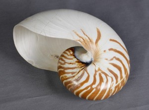 Hete Verkoop Natuurlijke Folk Ambachten Groot Formaat Ammoniet Fossiele Nautilus <span class=keywords><strong>Shell</strong></span> Voor Decoratie - Product Image 3