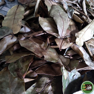 Feuilles de corossol séchées de haute qualité, matière botanique naturelle pour la production de thé et de boissons, Vietnam - Product Image 5