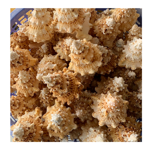 Coquillages décoratifs créatifs pour concevoir de beaux intérieurs sur le thème de la plage et des pièces d'art uniques - Product Image 3