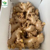 越南OL-29优质老姜新鲜姜根散装价格低廉