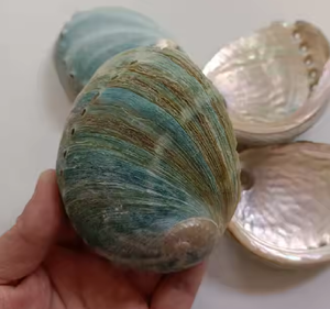 ชามหอยเป๋าฮื้อสีแดงเตาเผาธูปเปลือกหอยเปลือกหอยเปลือกหอยเปลือกหอยเปลือกหอยเปลือกหอยเปลือกหอยเปลือกหอยมาตรฐานจากอินเดีย - Product Image 2