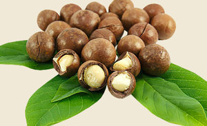 Cao Cấp Tươi Crunchy Việt Nam Hạt Macadamia Dinh Dưỡng Số Lượng Lớn Bán Buôn Đơn Đặt Hàng Với Giá Cả Cạnh Tranh Cho Xuất Khẩu - Product Image 3