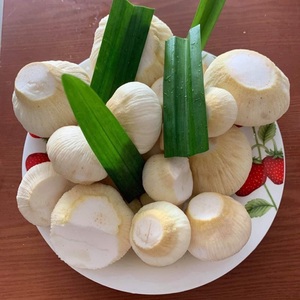 Sueur fraîche et pousses délicates noix de coco pour manger de la ferme Blue Lotus Vietnam - Product Image 4