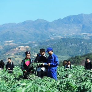 Extracto seco de hoja de alcachofa cualitativa más vendida Ingrediente herbal natural para alimentos funcionales - Product Image 4