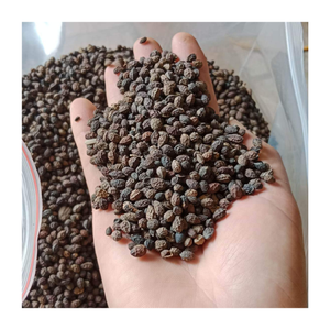 Semillas de papaya a granel secas y limpiadas para uso en polvo cosmético de aceite medicinal viables para cultivo y exportación industrial - Product Image 2