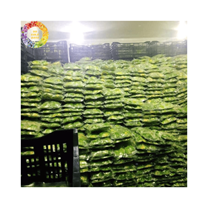 Aguacate Congelado Puro y Natural / Alta Calidad IQF en Cubos, Mitades o Pulpa, Origen Vietnam, Mejor Precio para Compradores Globales. - Product Image 4