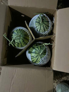 แตงโมหวานฉ่ำส่งตรงจากโรงงาน - Product Image 4