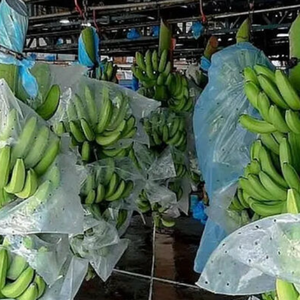 Bananas Cavendish verdes frescas orgánicas al por mayor, exportador global confiable - Product Image 5