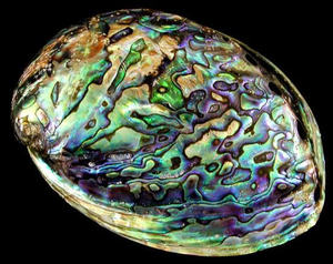 <b>Abalone</b> <b>Shells</b> For Stylish Bohemian Room Accents <b>Abalone</b> <b>Shells</b> Great For Natural Home Interiors - Product Image 5