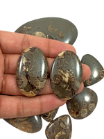 Piedra preciosa natural de cabujón de amonita Marston para la fabricación de joyas, Piedra Fósil pulida, Gema decorativa única, venta al por mayor disponible