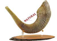 Shofar de cuerno natural orgánico para soplado y propósito religioso Shofar Kosher Cuerno de oveja Ram pulido
