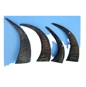 Decorative buffalo horn Wholesale supplier top quality large size and small size natural buffalo decorative horn