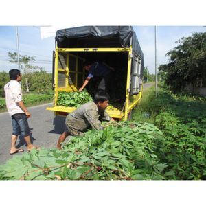 High Quality Frozen <b>Cassava</b> Leaves: Cheap Price, 100% <b>Fresh</b> for Food Industry, Directly From 99 Gold Data in Vietnam. - Product Image 6
