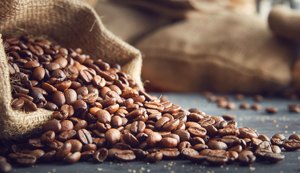 Café Robusta torréfié de qualité export, spécialité, taille 16, certification biologique USDA, noir et brisé à 0,1 %, à vendre - Product Image 6