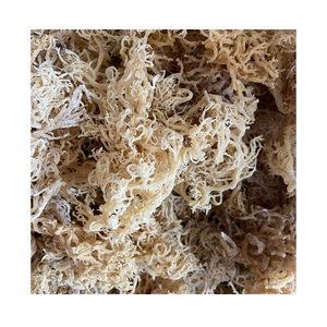 EUCHEUMA COTTONII SÉCHÉ-Cottonii pour l'algue carraghénane/Eucheuma Cottonii - Product Image 1