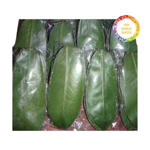Daun Soursop kering dalam karton atau tas PE-tersedia dalam jumlah besar untuk distributor dan pembeli bahan