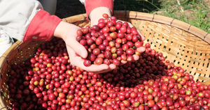 Grains de café Arabica Robusta Verts du Vietnam S13 S14 S16 S18 – Meilleur exportateur B2B, Vente en gros, Petites commandes, Faible MOQ, Meilleur prix - Product Image 5