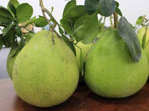 (CALIENTE) POMELO VERDE FRESCO DE VIETNAM/VDELTA/ALTA CALIDAD - Product Image 6