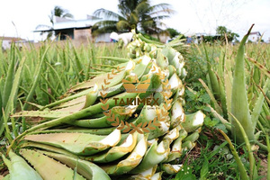 Vente en gros de dés d'aloe vera sains et nutritifs dans le sirop de gelée d'aloe vera pour jus de fruit marque privée origine vietnamienne - Product Image 6