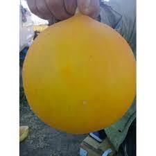5 semi di semi di raccolto biologico raro semi di cedro giallo di qualità