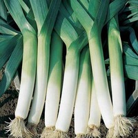 POIGNÉE FRAÎCHE DE QUALITÉ SUPÉRIEURE À VENDRE/APPROVISIONNEMENT EN VRAC/EXPORTATEUR EN GROS DE LA FERME