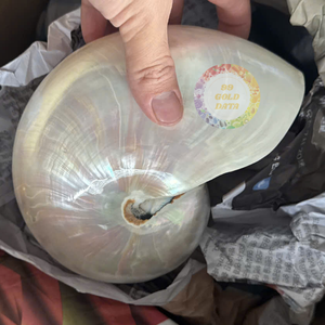 Cámara Nautilu Colección de conchas marinas grandes Conus Seashell Ocean Vortex Concha Marina gigante Concha Caracol marino - Product Image 6