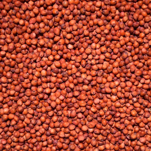 Dried sweet sorghum grains Sorghum seed for food processing Whole <b>millet</b> for sale Sweet sorghum grains for feed For Sale - Product Image 6