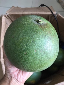 Fournisseur de pamplemousse frais de première qualité 100% / Prix compétitif Pomelo surgelé Mme Sophie - Product Image 6