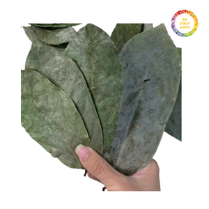 Feuilles de corossol séchées de haute qualité, vente en gros au Vietnam - Product Image 2